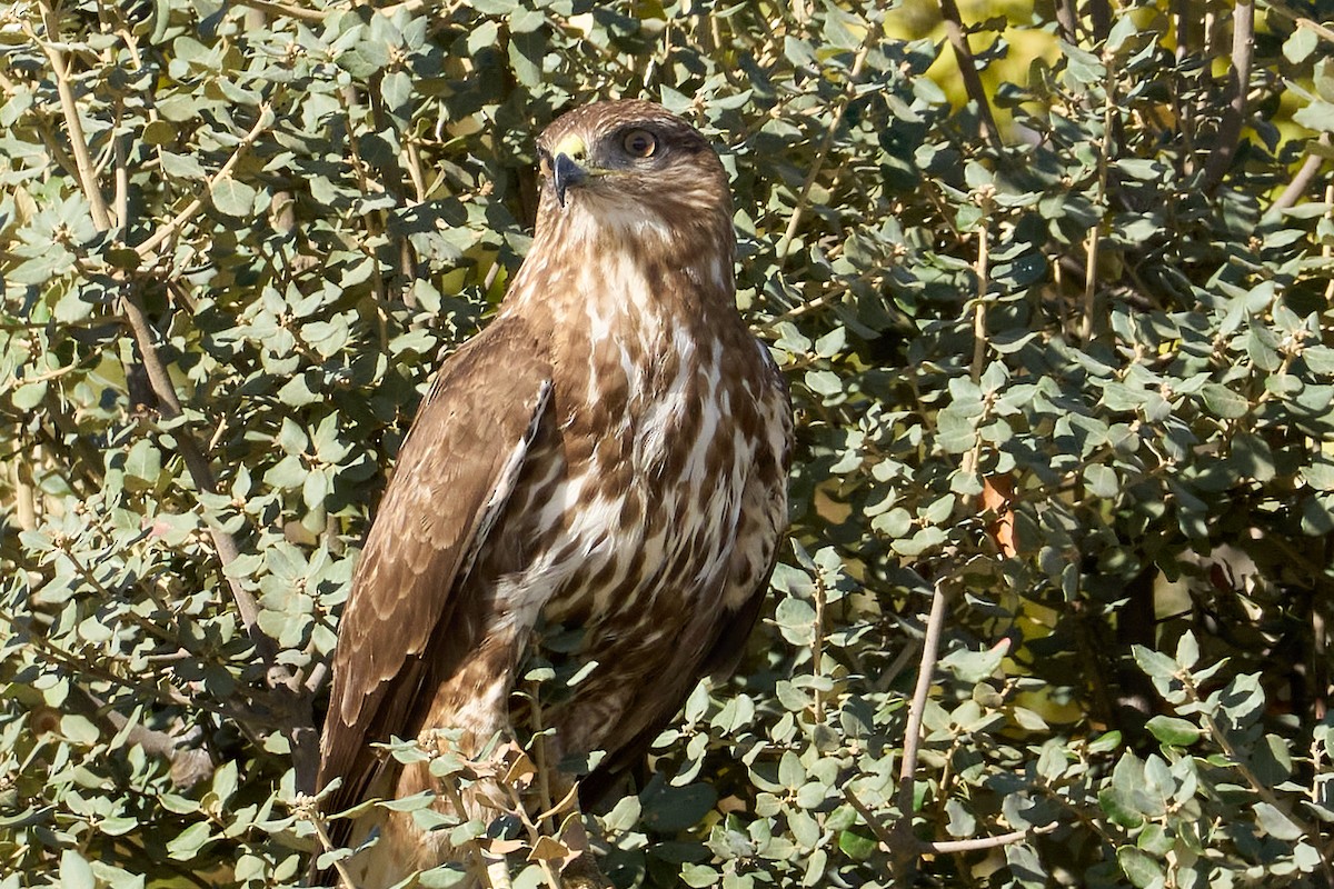 Buse variable - ML644878607