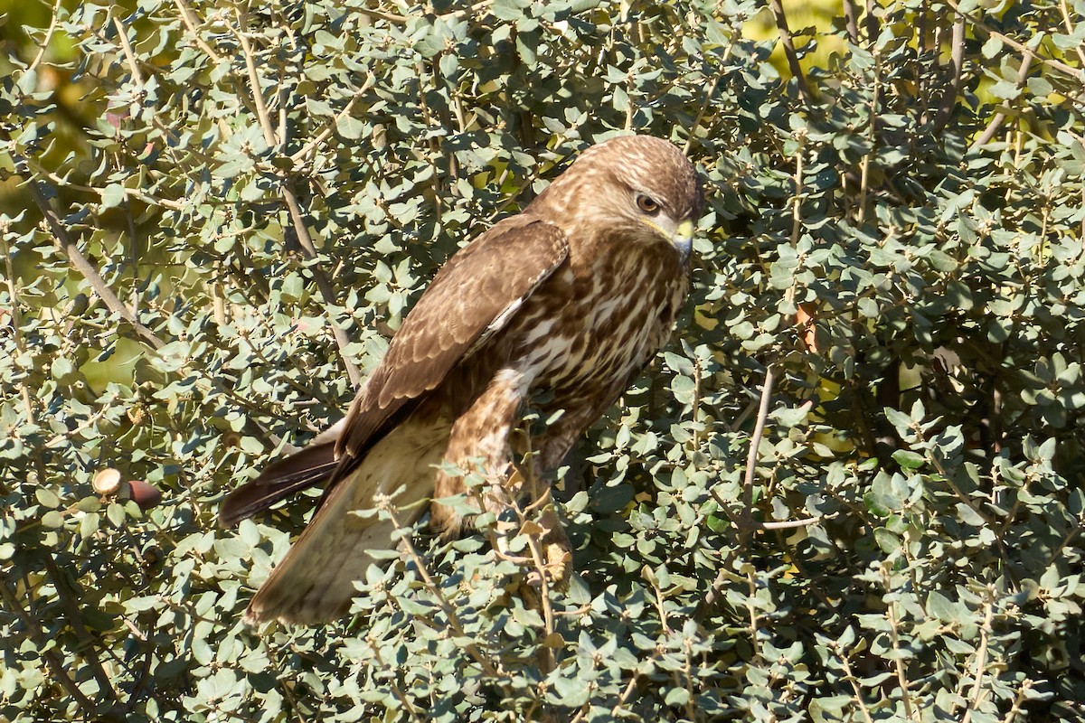 Buse variable - ML644878609