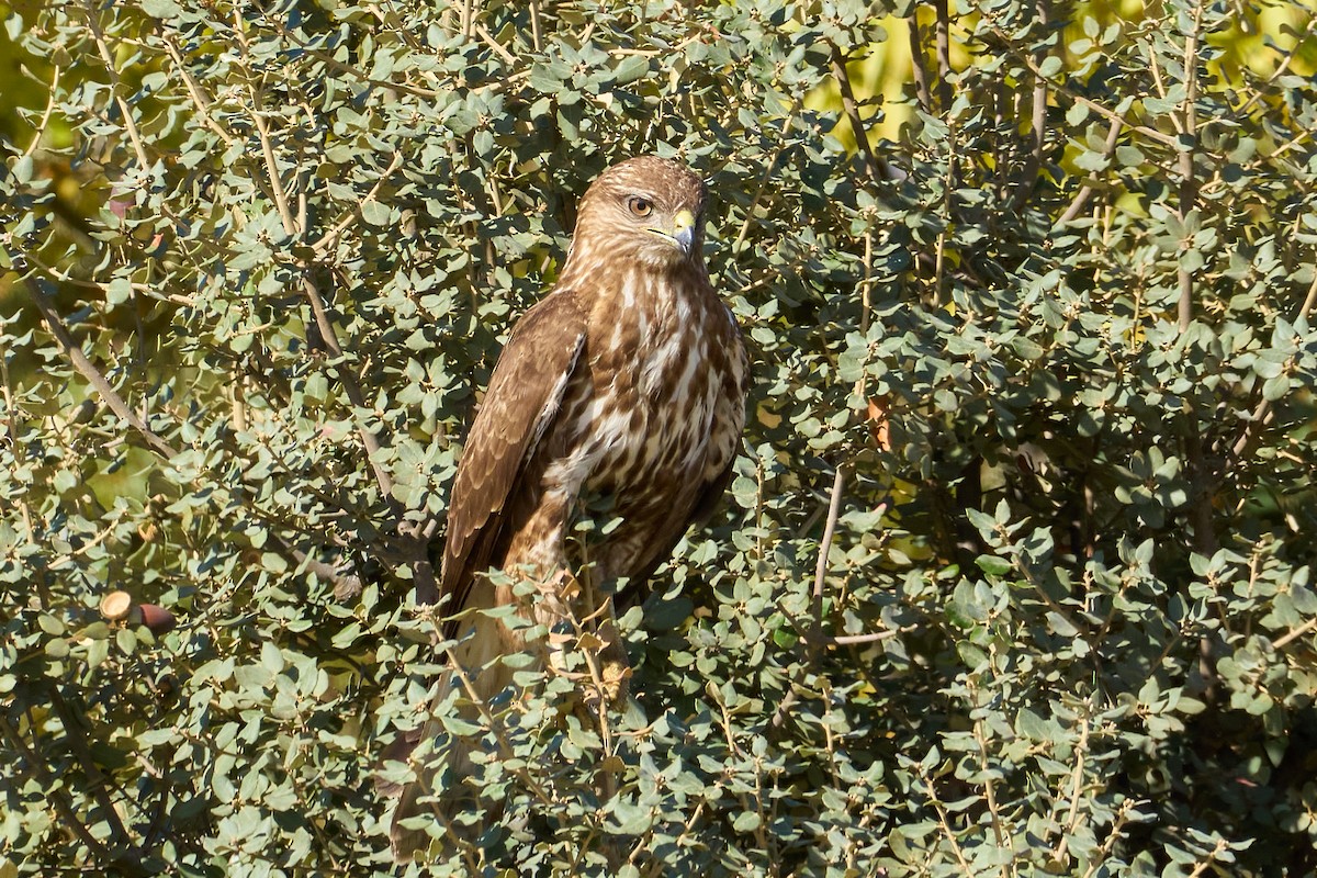 Buse variable - ML644878610