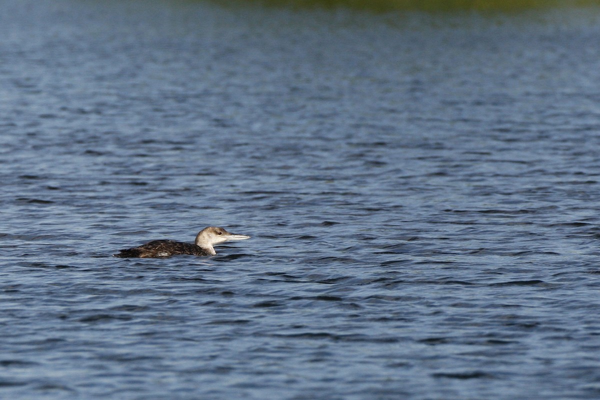 Plongeon huard - ML644878611