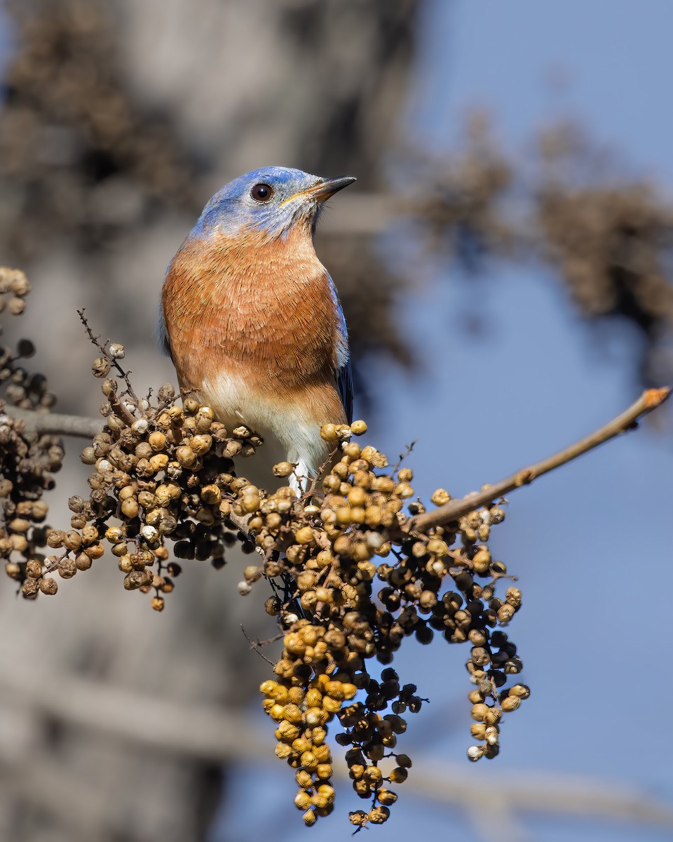 Merlebleu de l'Est - ML644878614