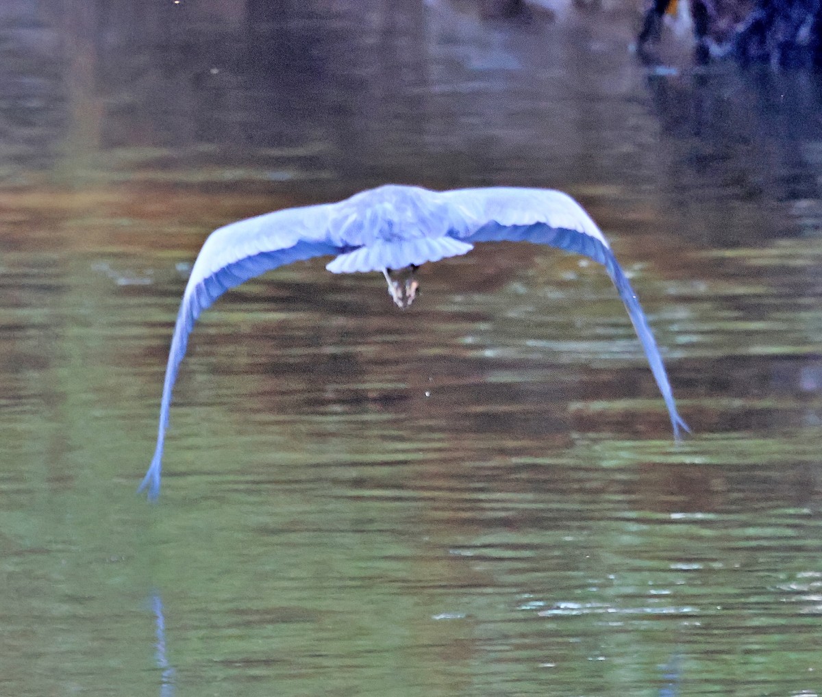 Héron cendré - ML644878615