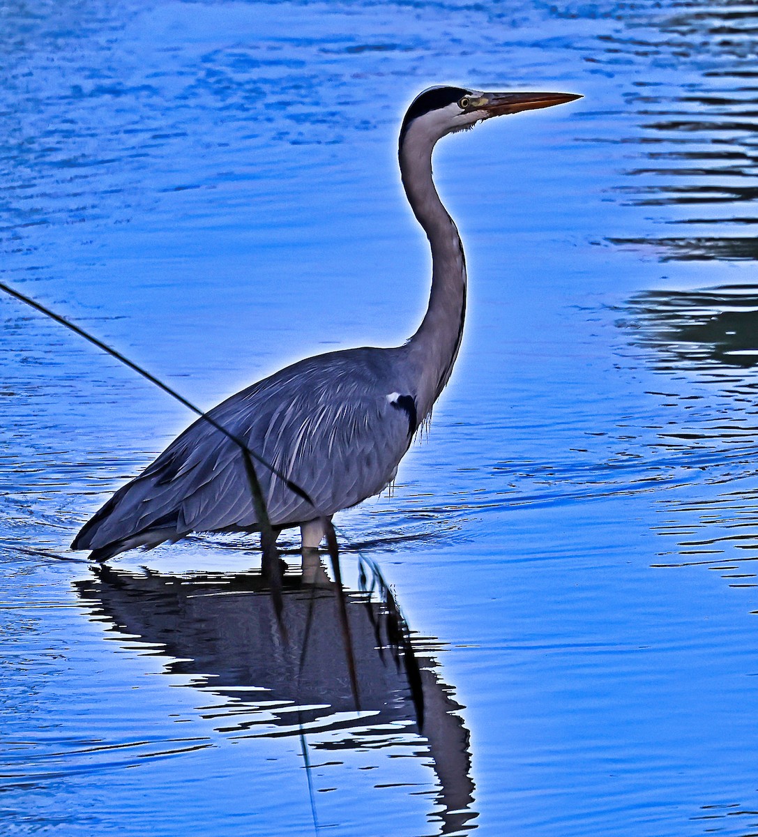 Héron cendré - ML644878616