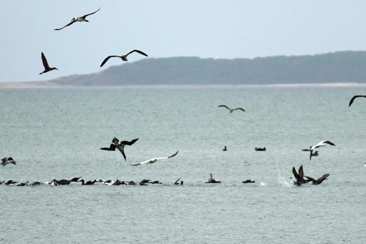 Fou de Bassan - ML644878619