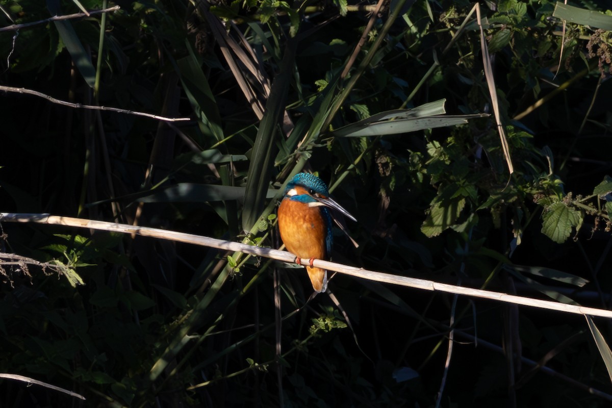 Martin-pêcheur d'Europe - ML644878620