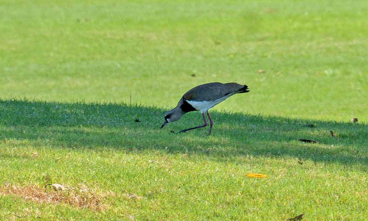 Vanneau téro - ML644878621