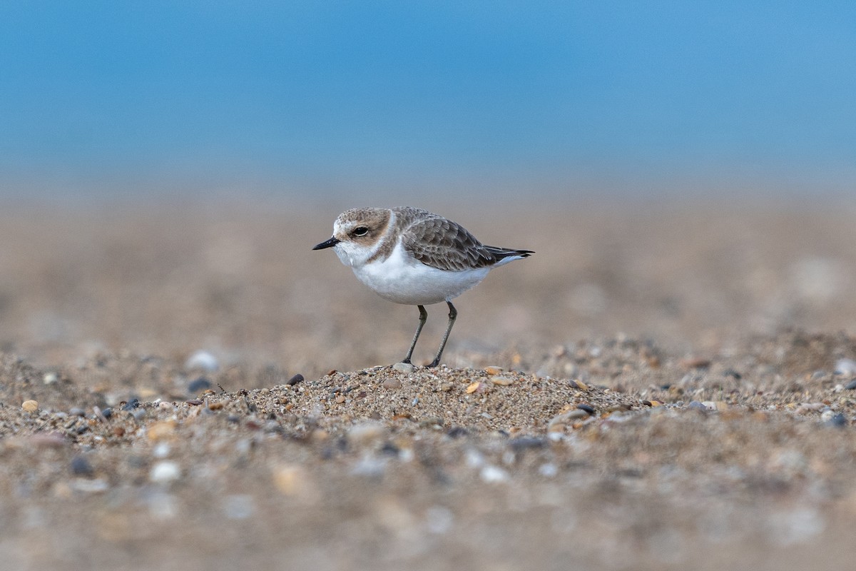 Pluvier à collier interrompu - ML644878622
