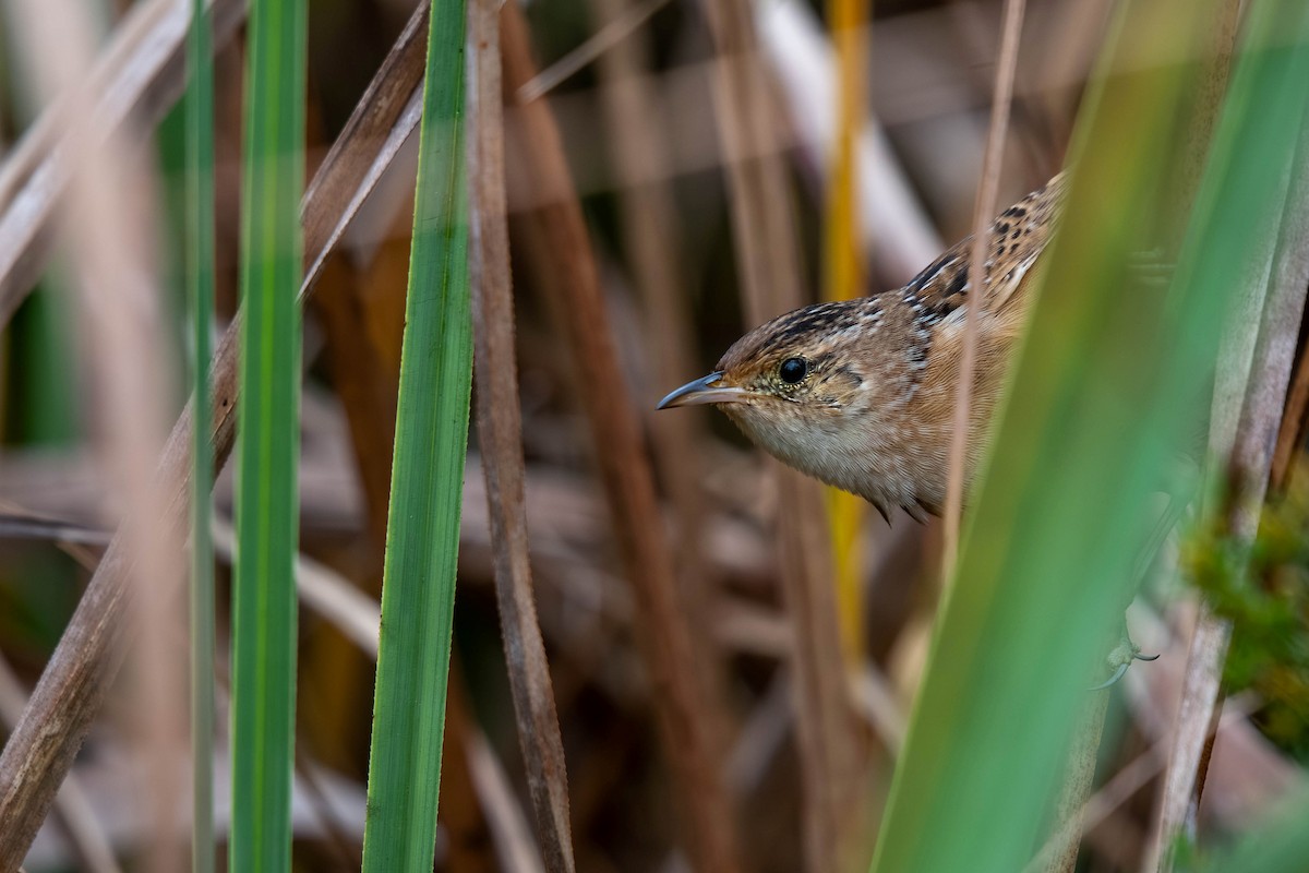 Sedge Wren - ML644878623