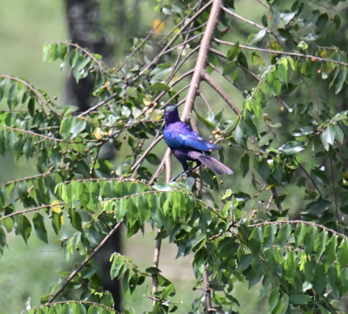 Étourneau améthyste - ML644878624