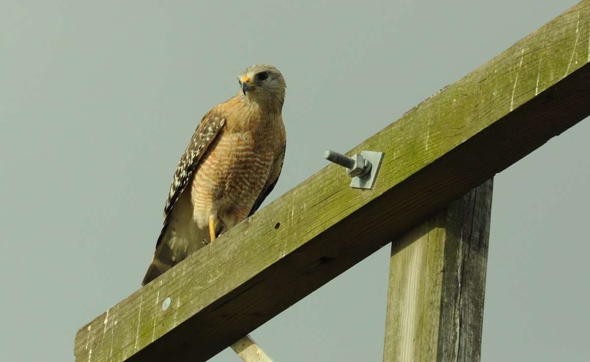 Buse à épaulettes - ML644878625