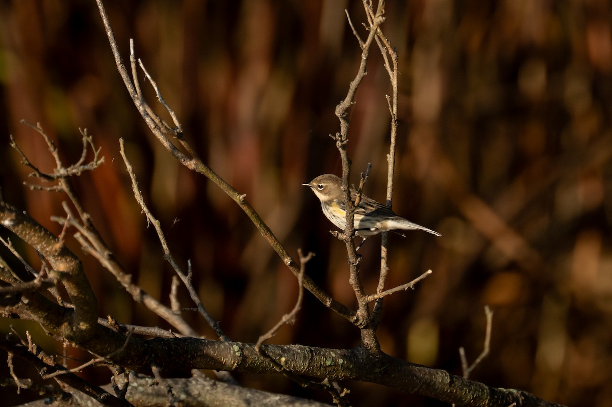 Paruline à croupion jaune - ML644878627