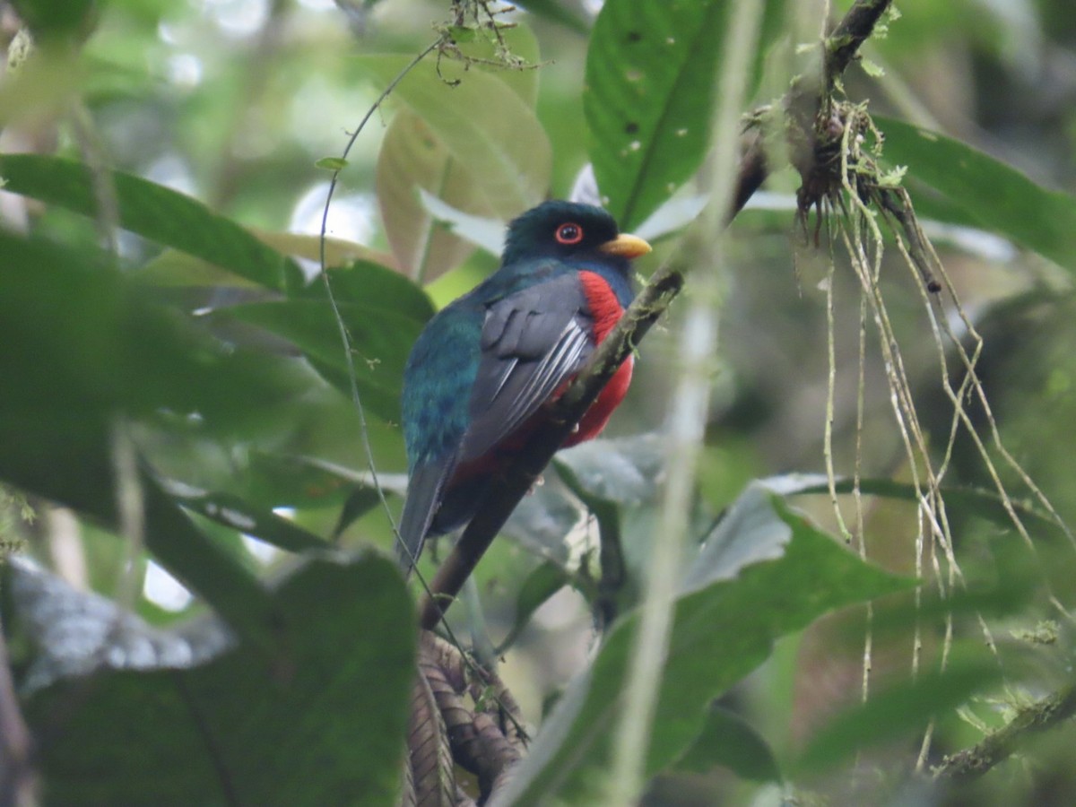Trogon masqué - ML644878629