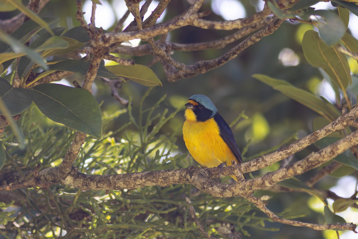 Puerto Rican Euphonia - ML644878637