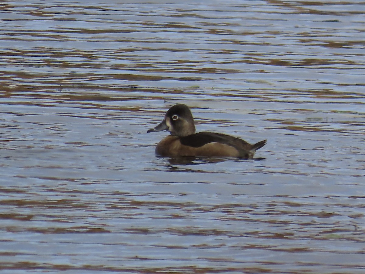 polák proužkozobý - ML644878652