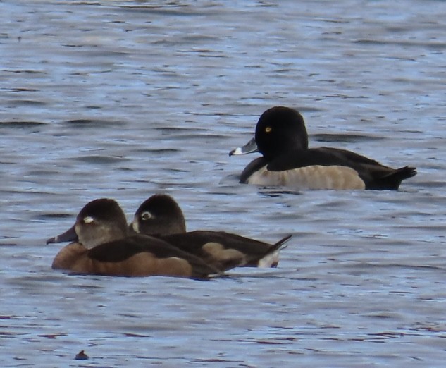 polák proužkozobý - ML644878653