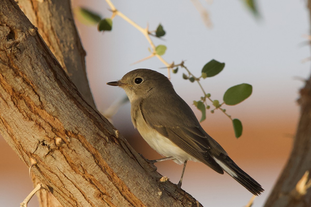 Малая мухоловка - ML644878656