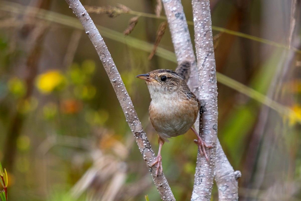 Sedge Wren - ML644878666