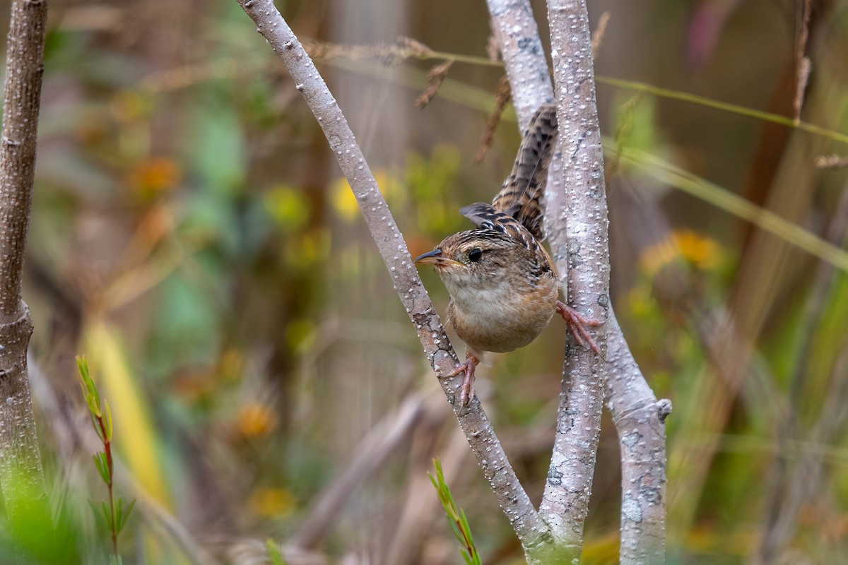 Sedge Wren - ML644878676