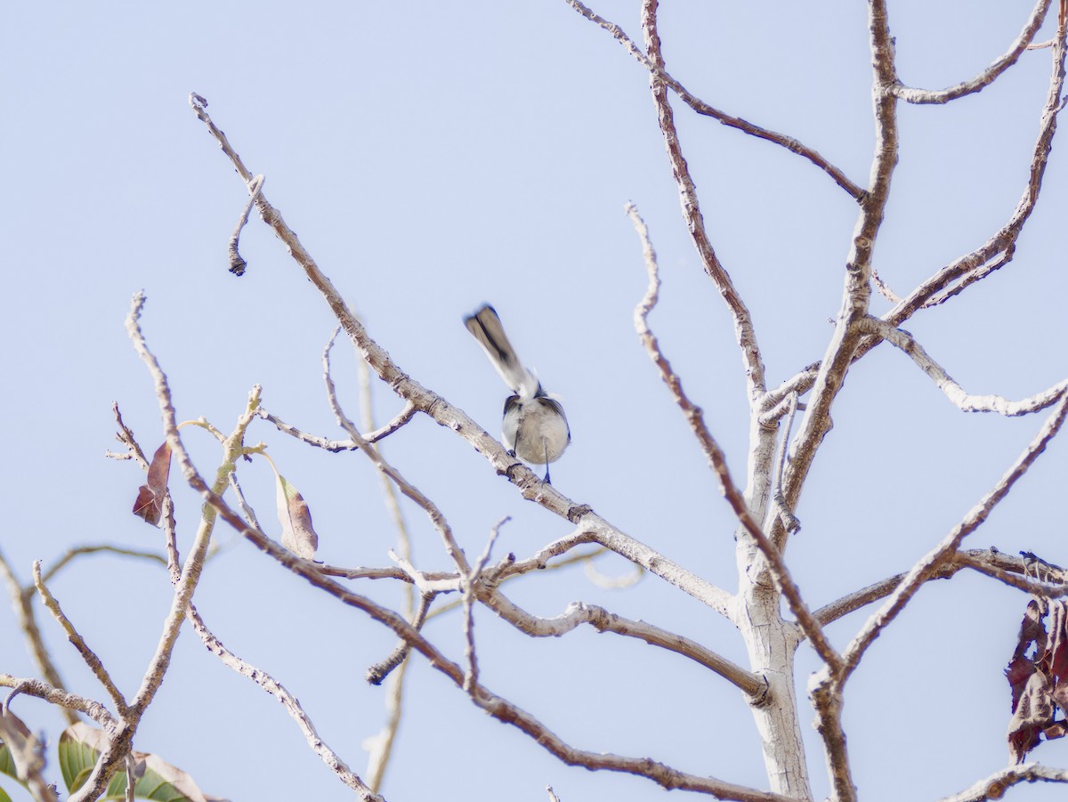 Голубая комароловка - ML644878682