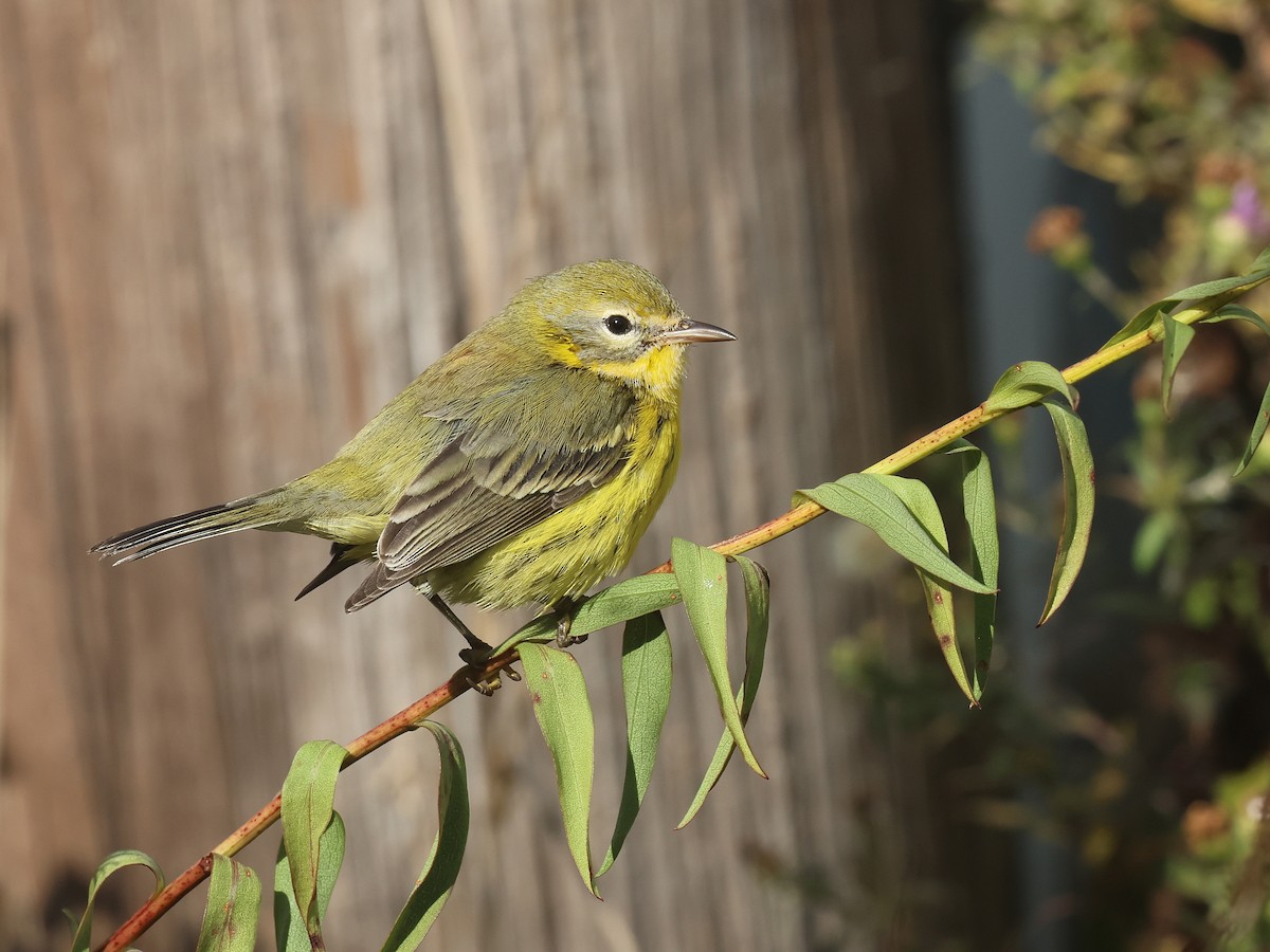 Prairie Warbler - ML644878683