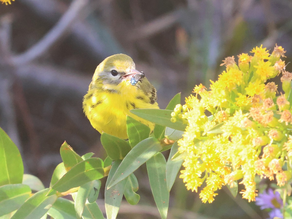 Prairie Warbler - ML644878684