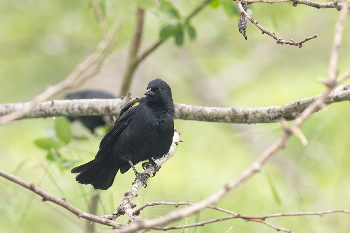 Yellow-shouldered Blackbird - ML644878685