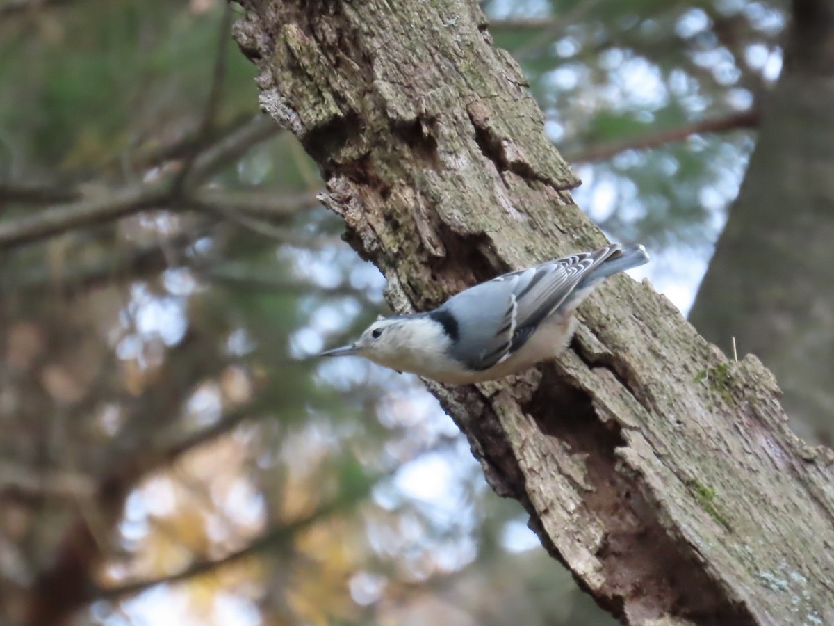 brhlík běloprsý - ML644878689