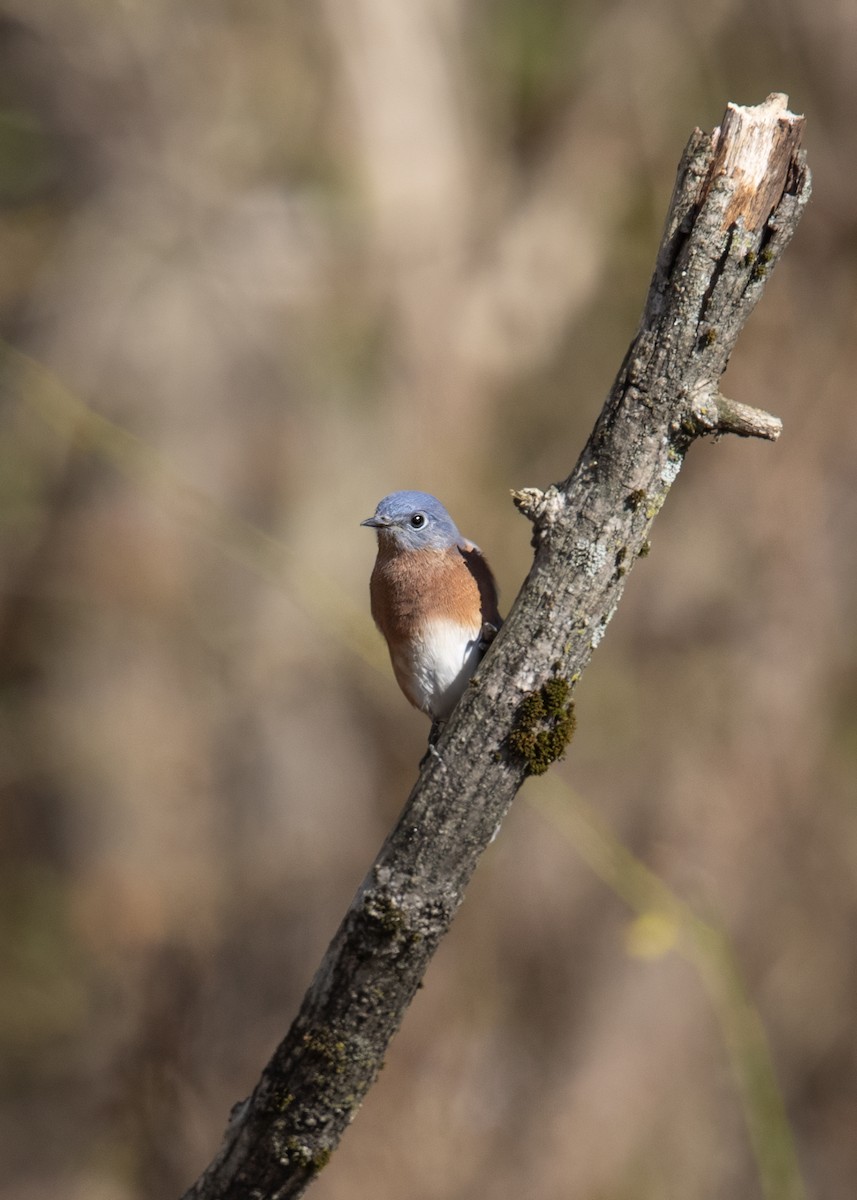 Eastern Bluebird - ML644878690
