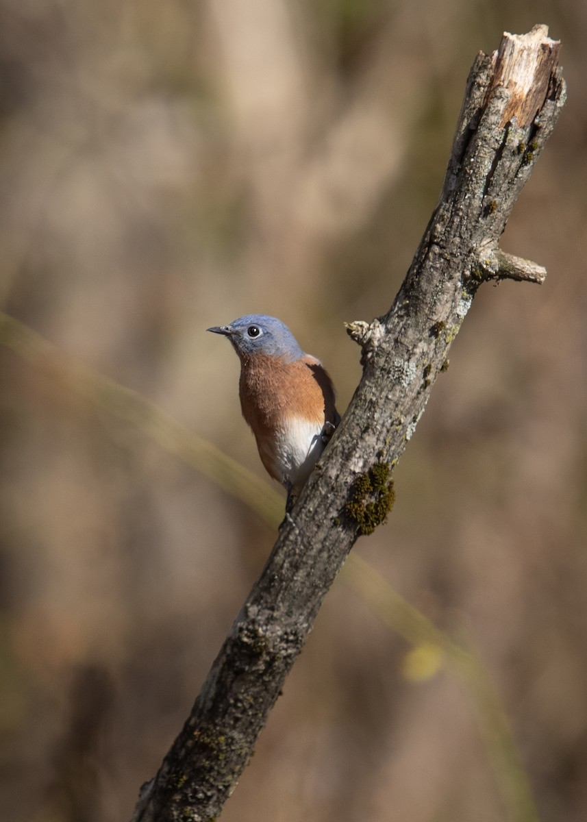 Eastern Bluebird - ML644878691