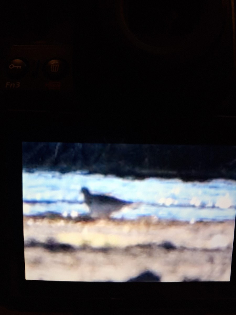 jespák skvrnitý - ML644878708