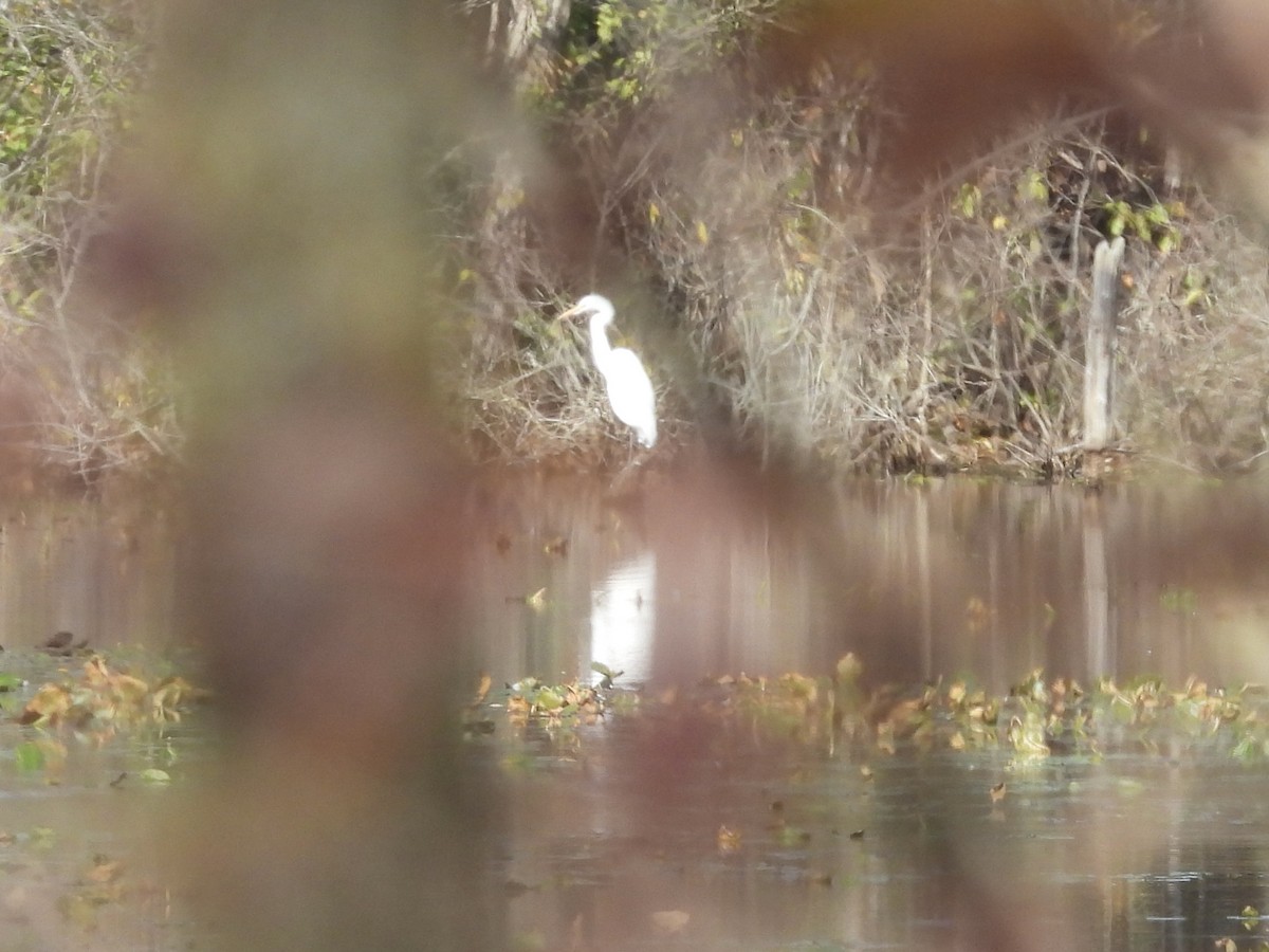 Great Egret - ML644878709
