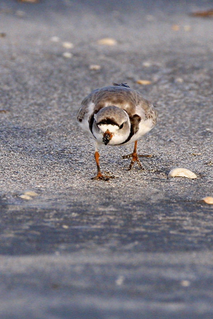 Flötenregenpfeifer - ML644878713