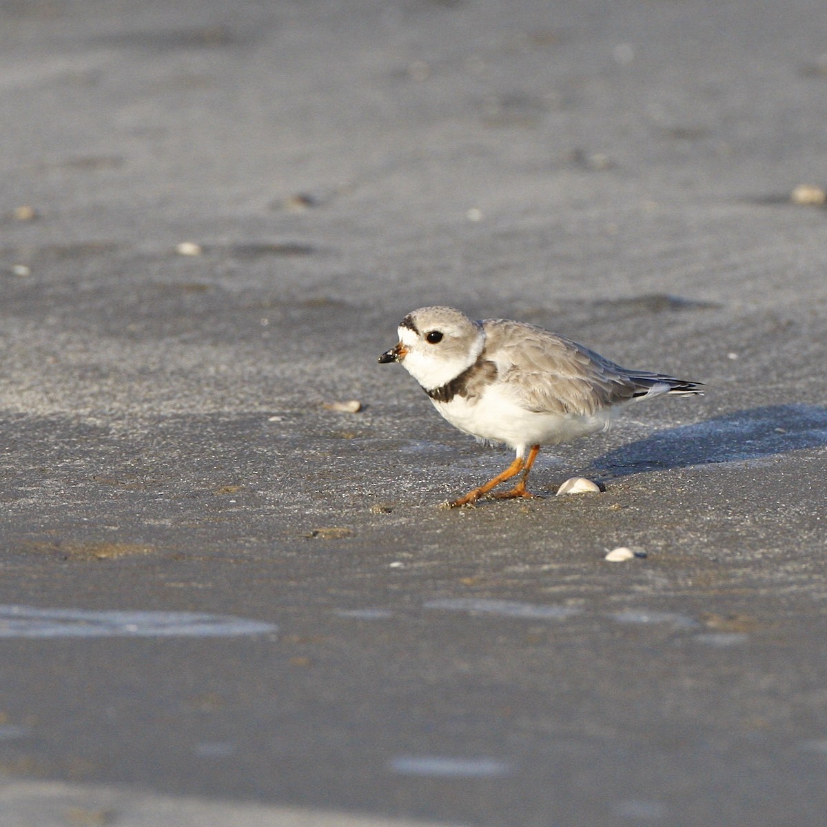 Flötenregenpfeifer - ML644878714