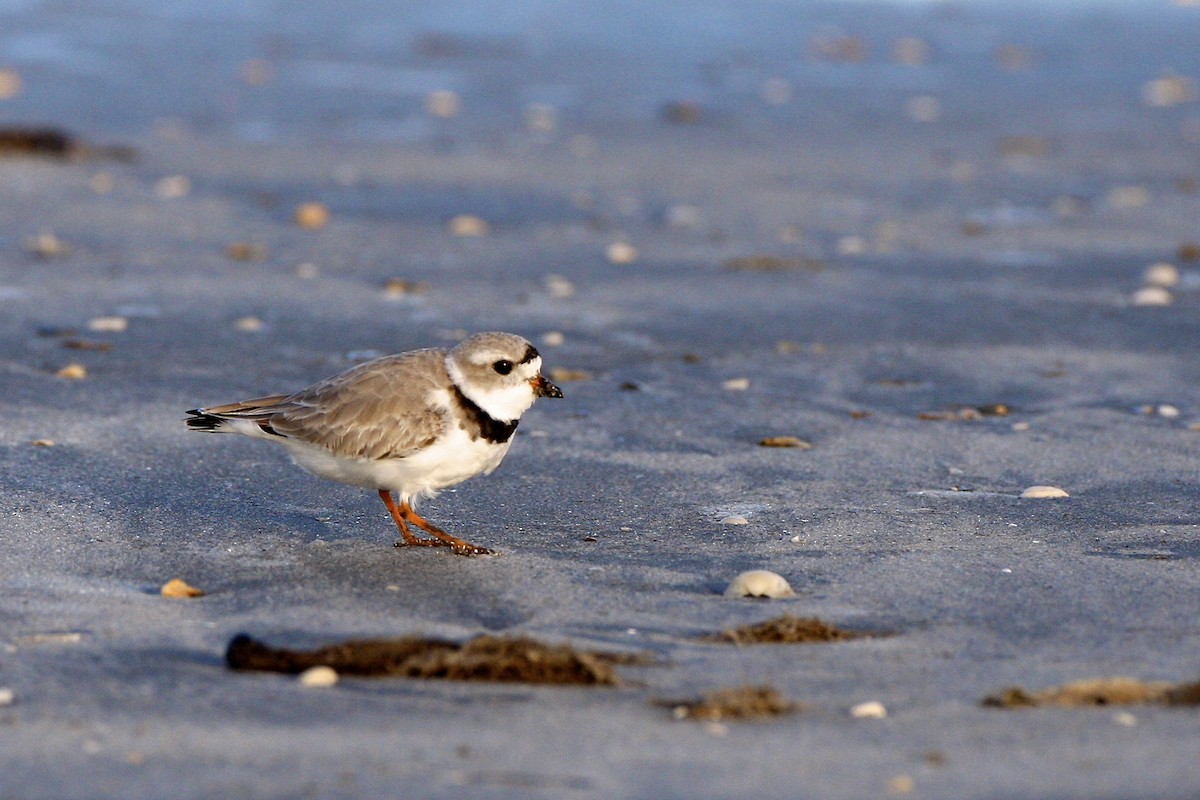 Flötenregenpfeifer - ML644878715
