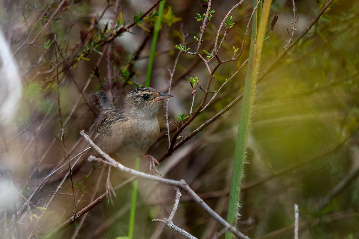 Sedge Wren - ML644878722