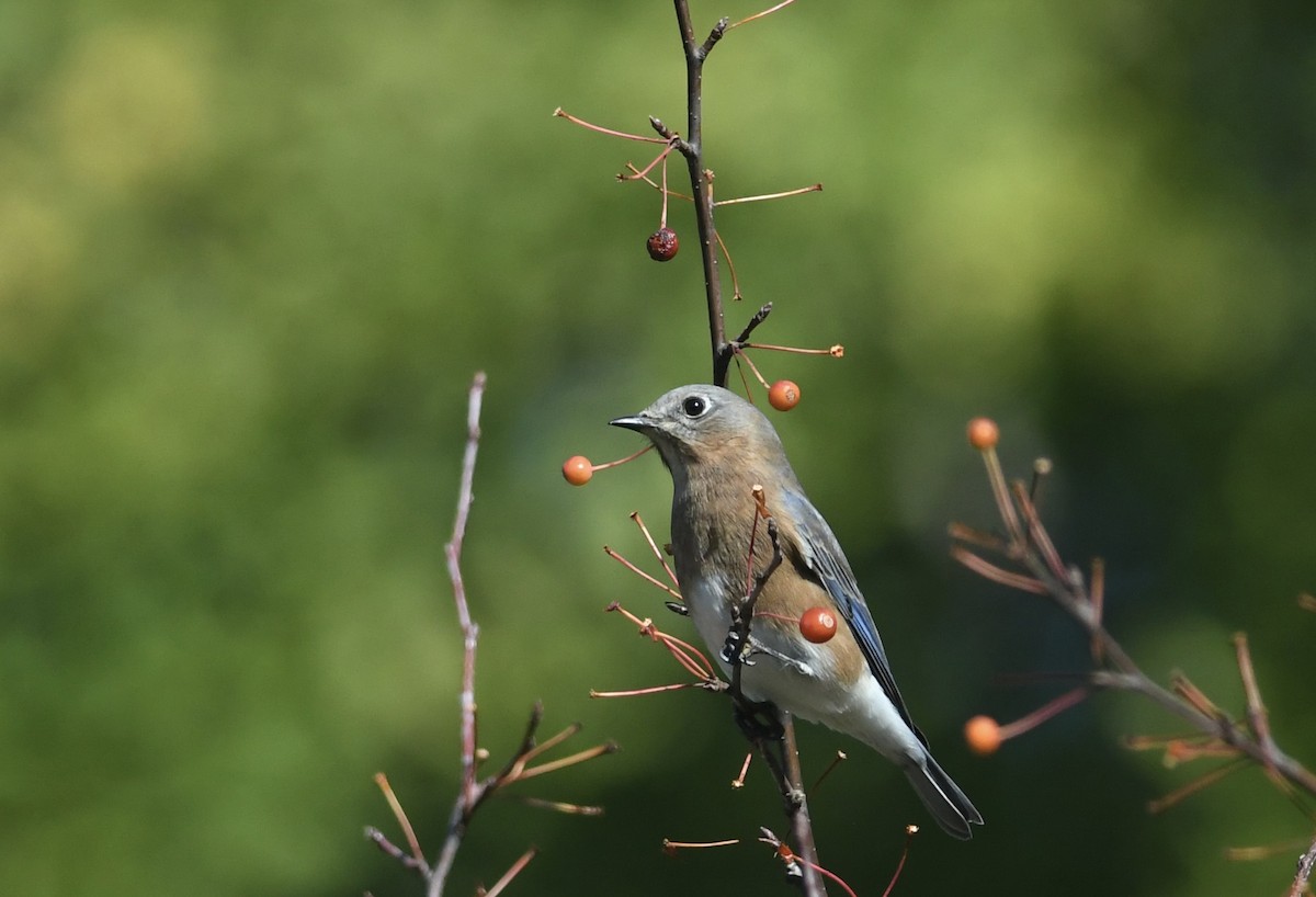Eastern Bluebird - ML644878732