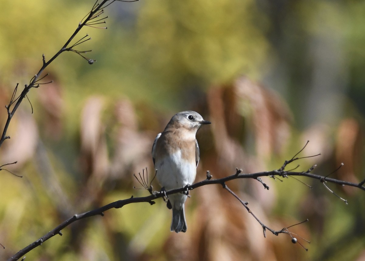 Eastern Bluebird - ML644878733