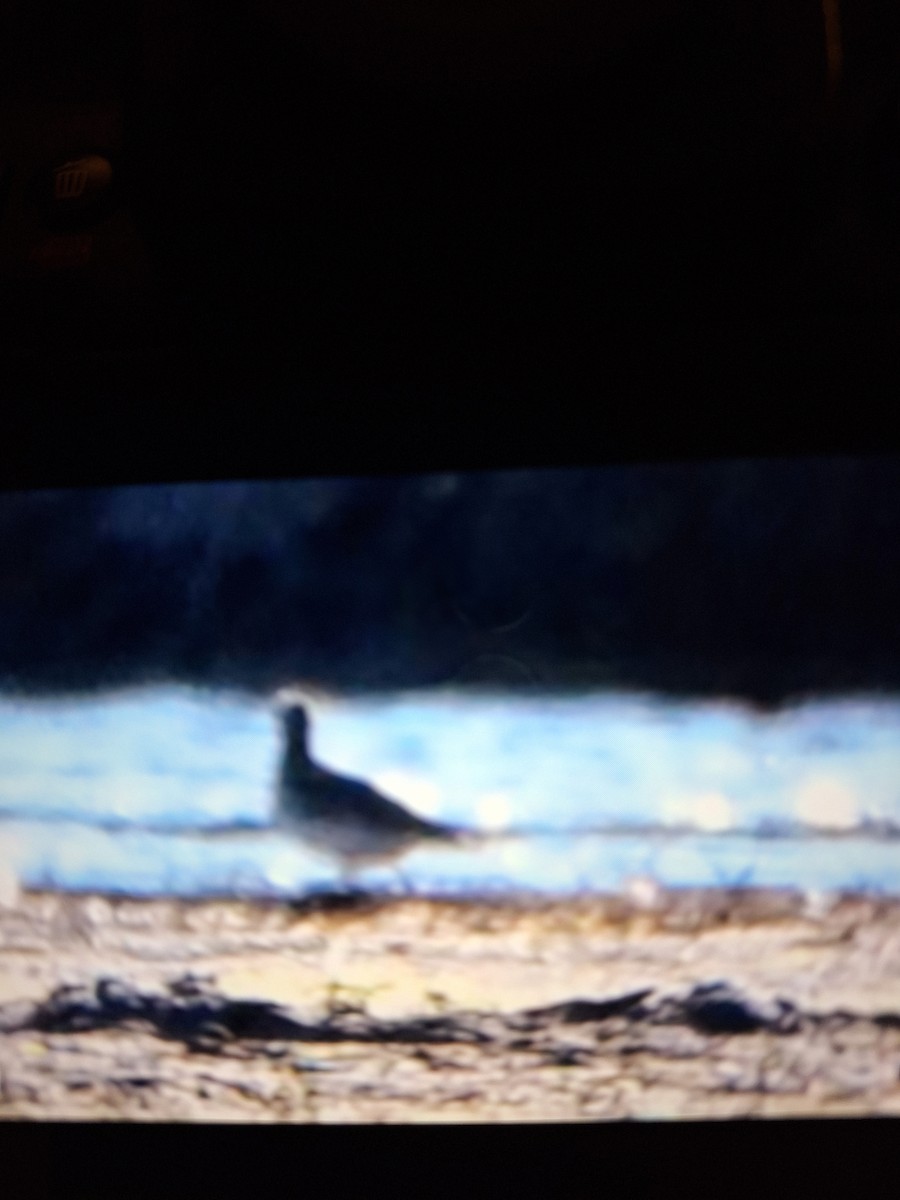 jespák skvrnitý - ML644878735