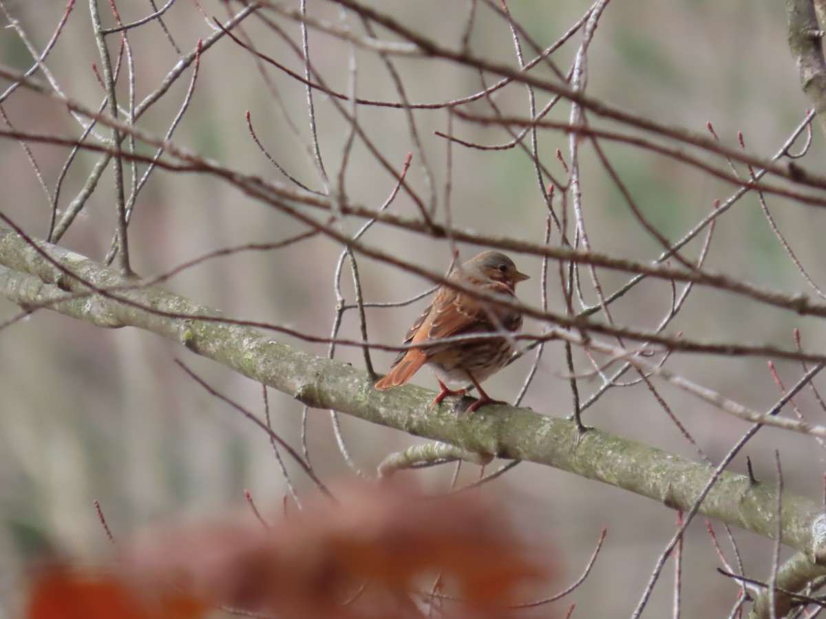 strnadec kaštanový - ML644878736