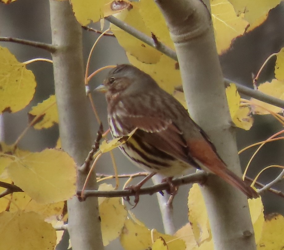 strnadec kaštanový - ML644878737