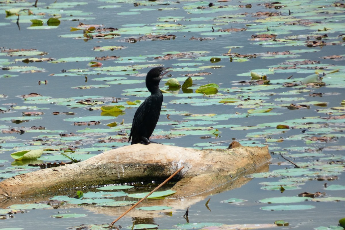 Little Cormorant - ML644878747