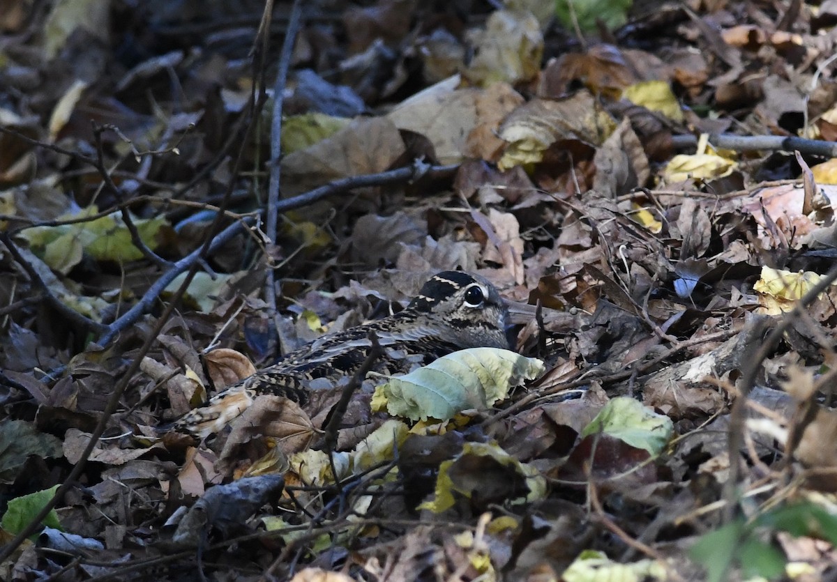 American Woodcock - ML644878748