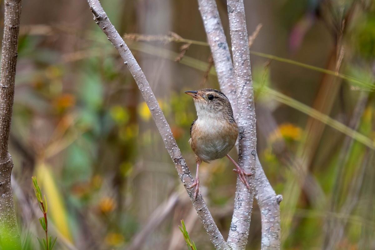 Sedge Wren - ML644878750