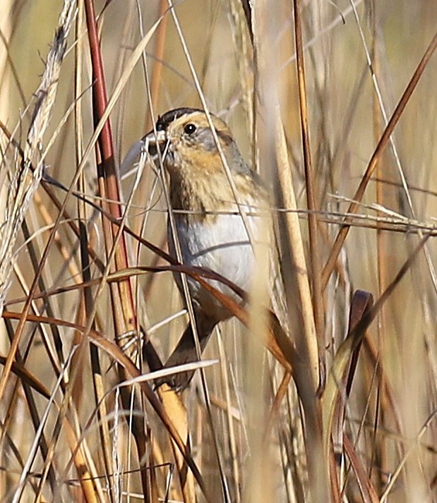 nålstjertspurv - ML644878751