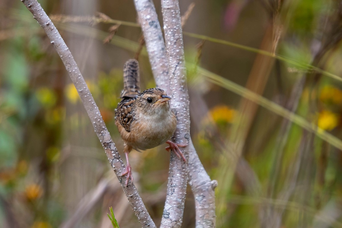 Sedge Wren - ML644878753