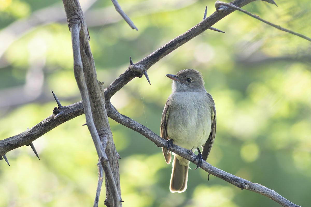 Caribbean Elaenia - ML644878754