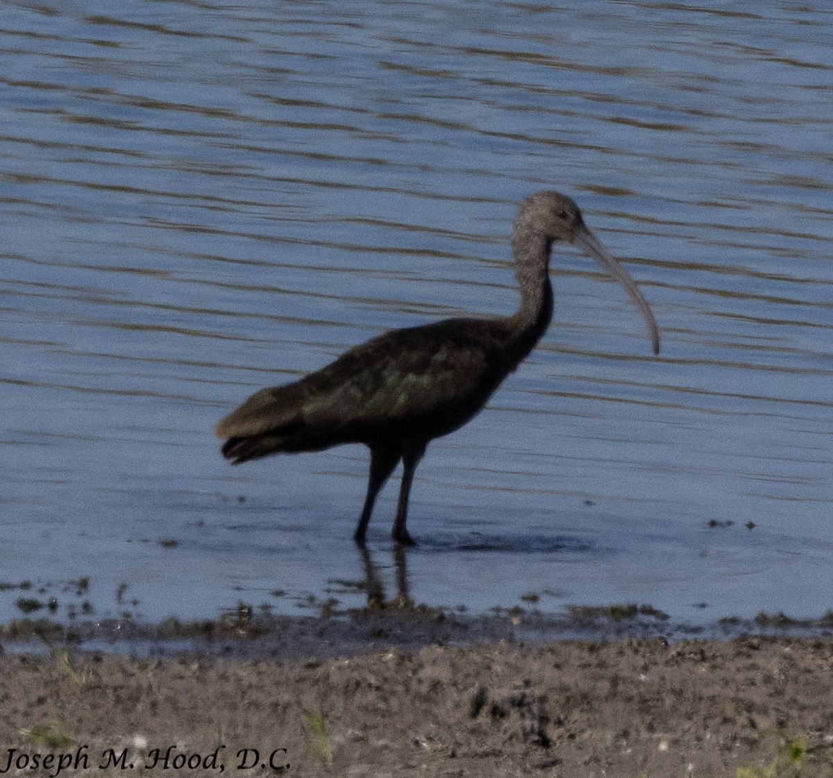 Beltzaran musuzuria - ML644878755