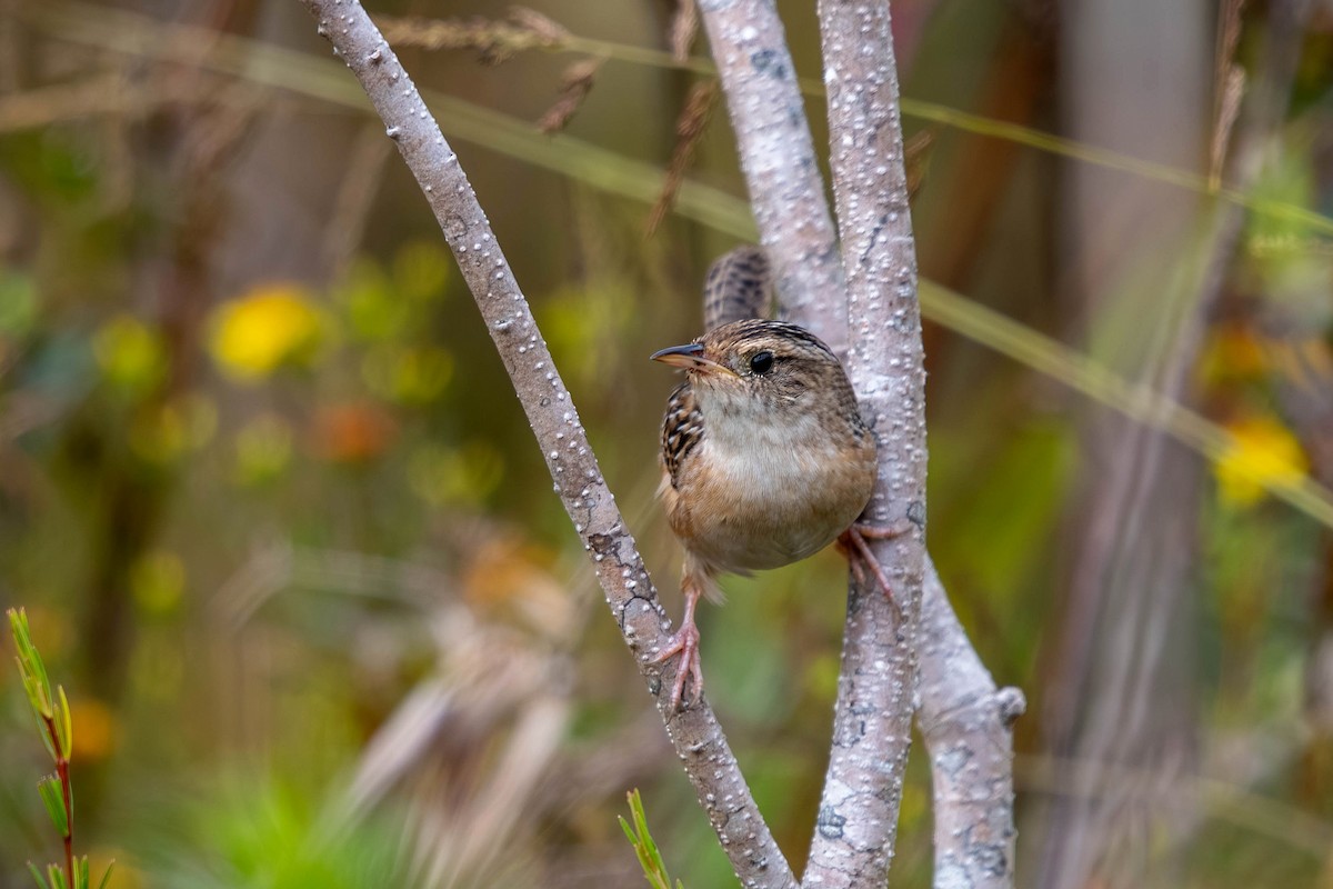 Sedge Wren - ML644878757