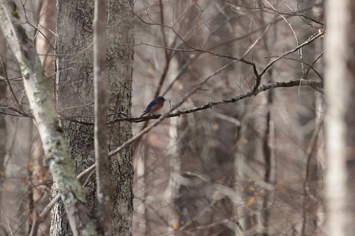 Eastern Bluebird - ML644878764