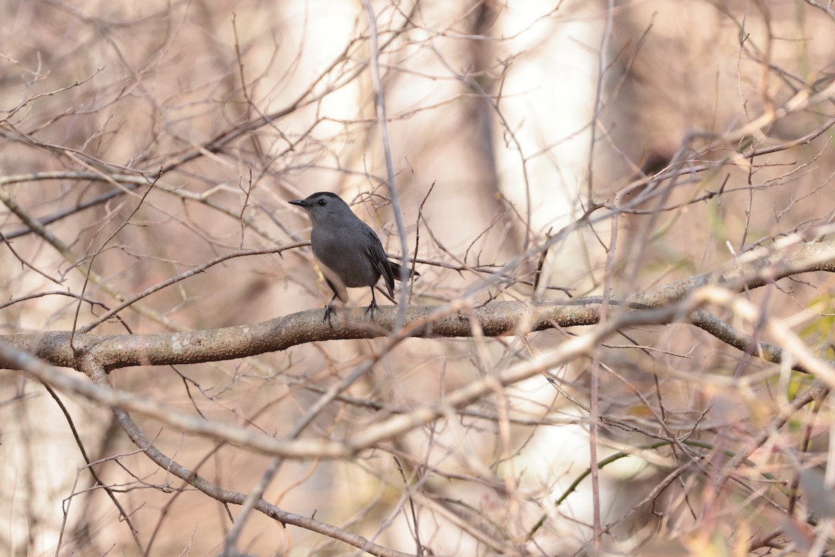 Gray Catbird - ML644878791